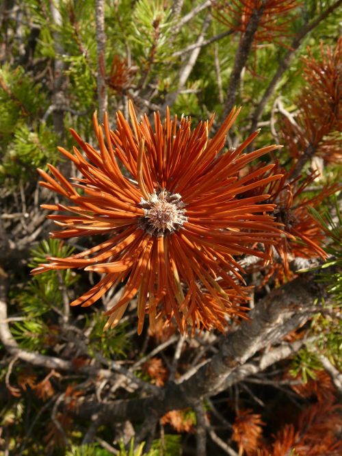 mountain pine needles arid