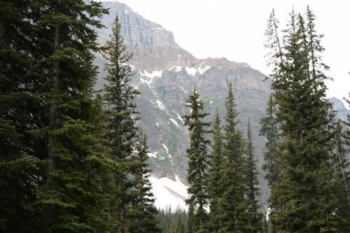 Mountain Range Trees Forest