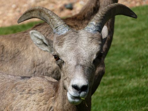 mountain sheep head horn
