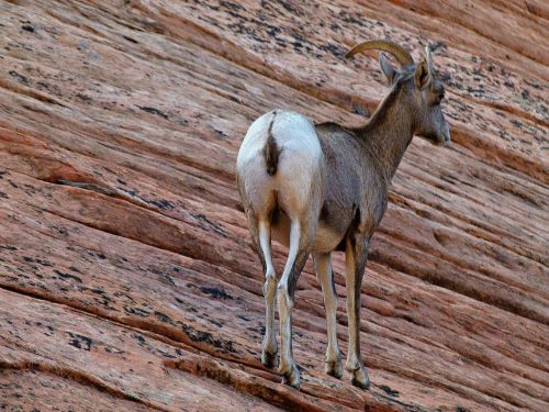 mountain sheep mammal animal