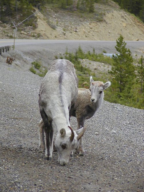 mountain sheep sheep animals