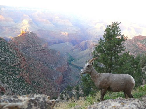 mountain sheep grand canyon ewe