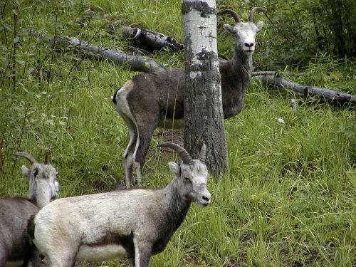 mountain sheeps animal nature