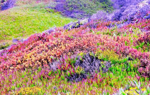 mountain side garden nature garden