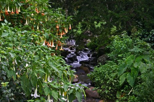 Mountain Stream