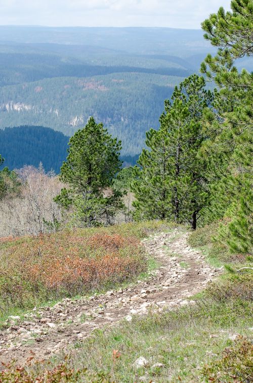 mountain trail trees trail