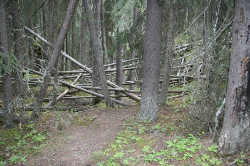 Mountain Trees