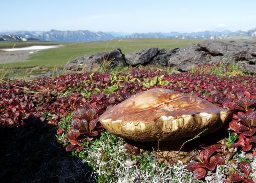 mountain tundra mushrooms autumn