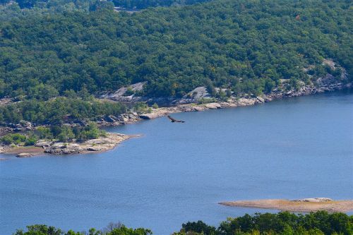 mountain view lake bird