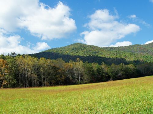 mountain view trees landscape