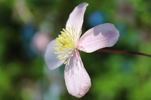 mountain-waldrebe clematis montana clematis