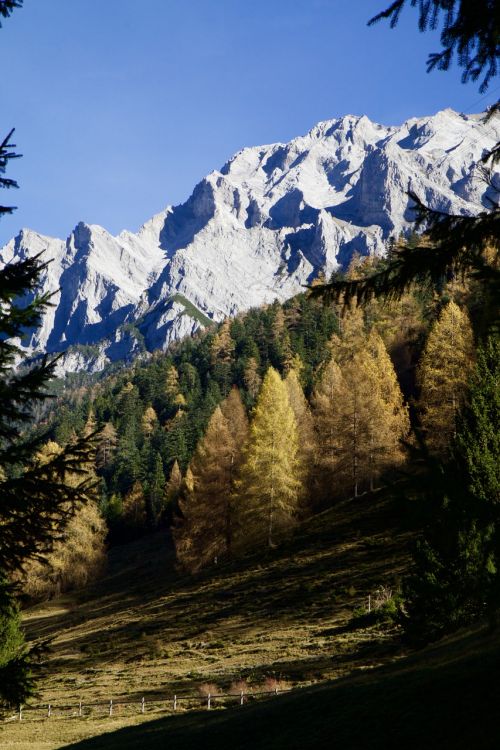 mountains alpine fir