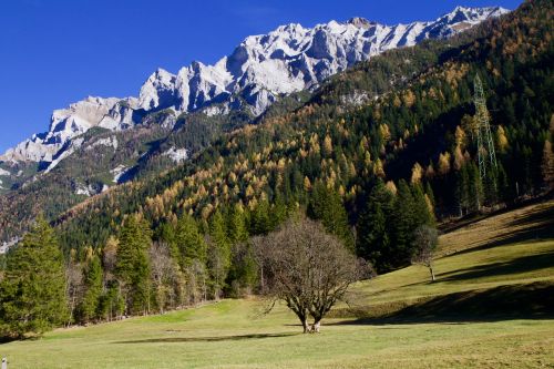mountains alpine forest