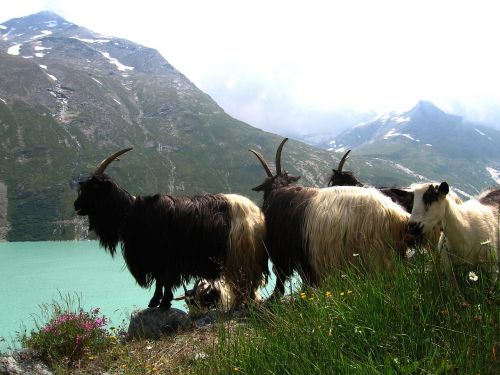 mountains goats view