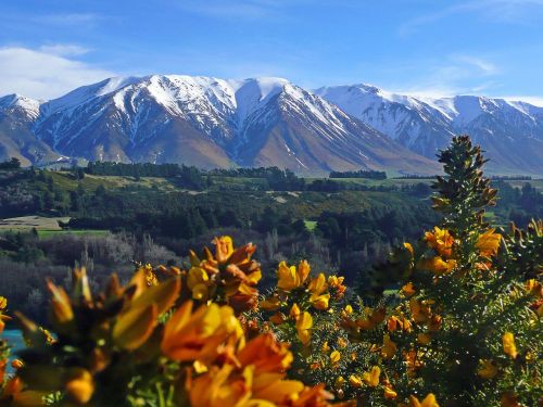 new zealand mountains gorse