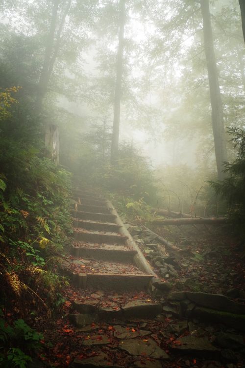 mountains hiking trail the fog