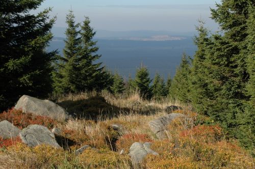 mountains forest nature