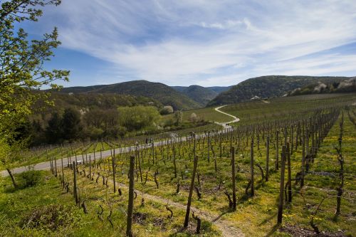 mountains vineyards winegrowing