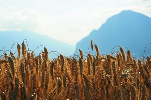 wheat field mountains