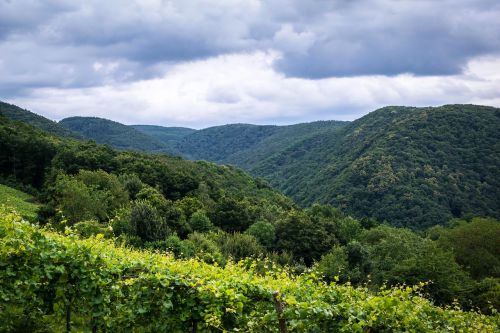 mountains forest vineyard