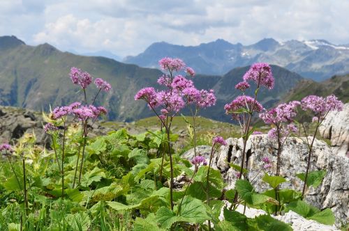 mountains flowers alpine