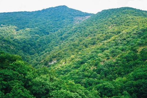 mountains summer greens