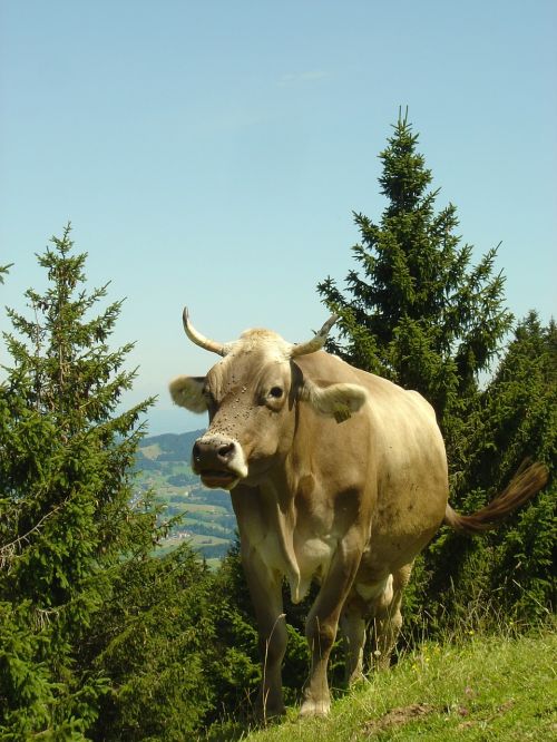 mountains cow trail