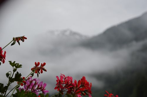 mountains flower mountain
