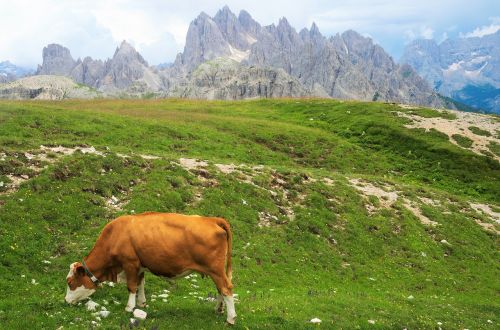 mountains cow nature