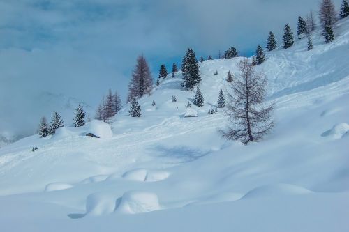 mountains snow trees