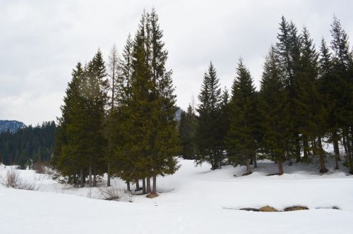 mountains snow trees