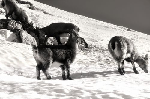 mountains mountain goats slovenia