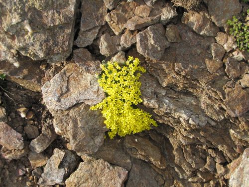 mountains flowers stone