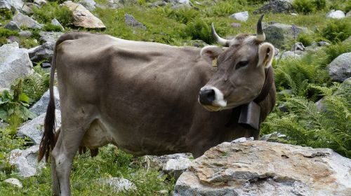 mountains cow europe