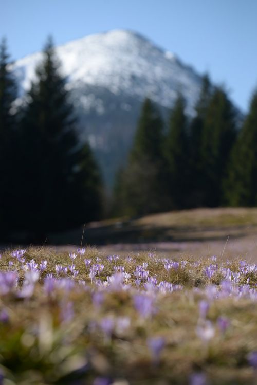 mountains crocus spring