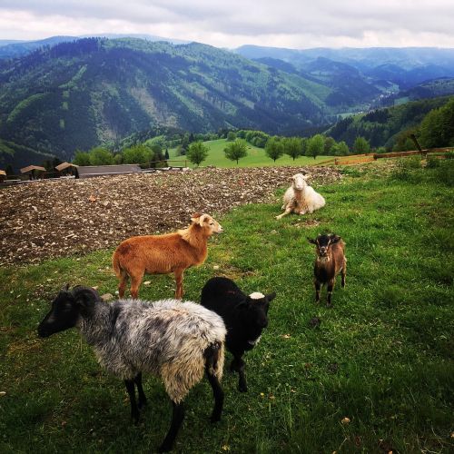 mountains feast goats