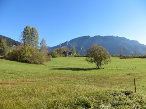 mountains meadow tree