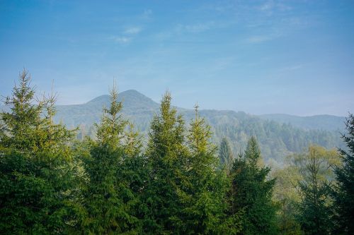 mountains tree spruce