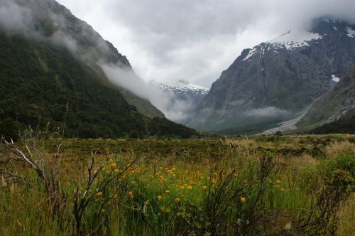 mountains fog flowers