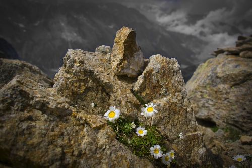 mountains flowers alpine