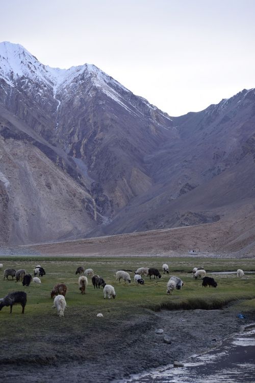 mountains sheep leh