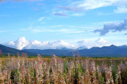 mountains evening summer landscape