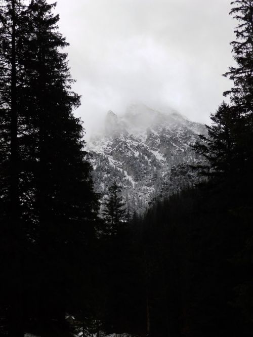 mountains winter forest