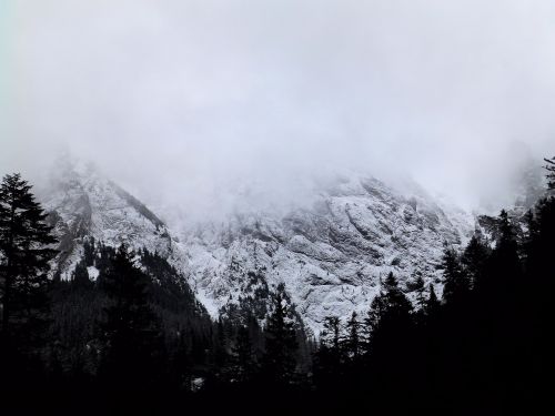 mountains snow forest