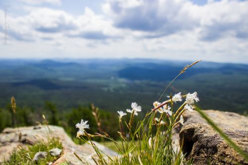 mountains mountain flower