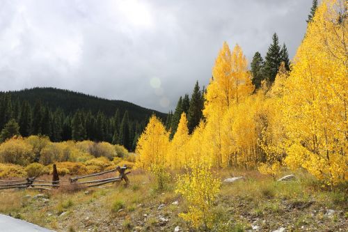 mountains trees landscape