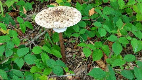 mountains mushrooms tourism