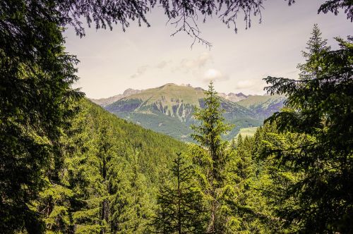 mountains forest alpine