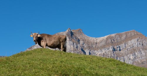 mountains alpine cow