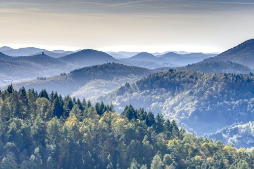 mountains forest palatinate